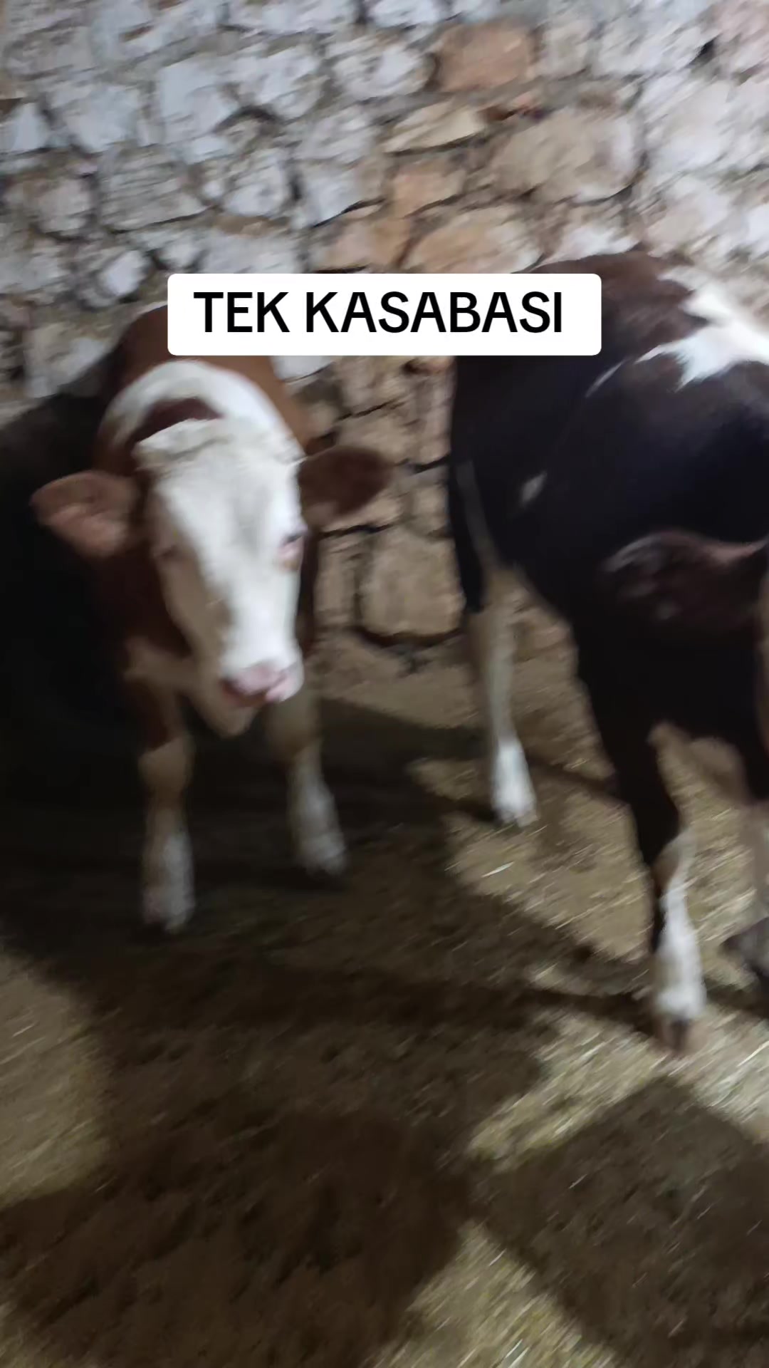 @hamza.tek