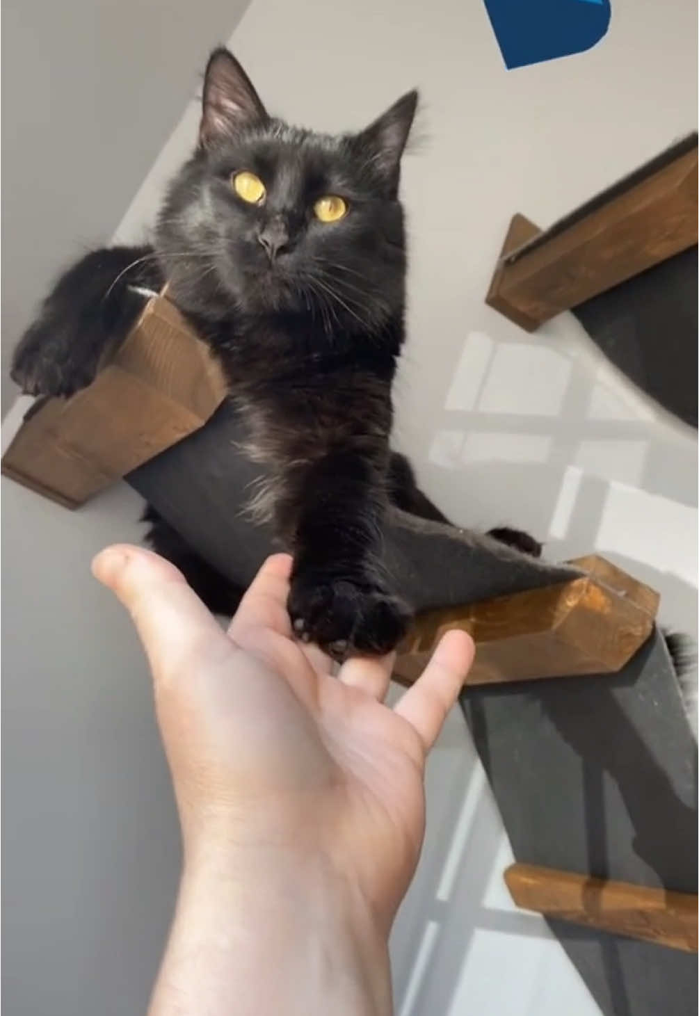 @three_meows_and_a_lady
