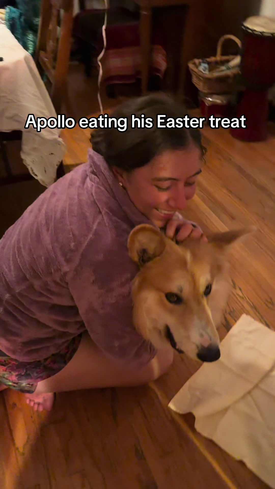 @apollothecorgimute