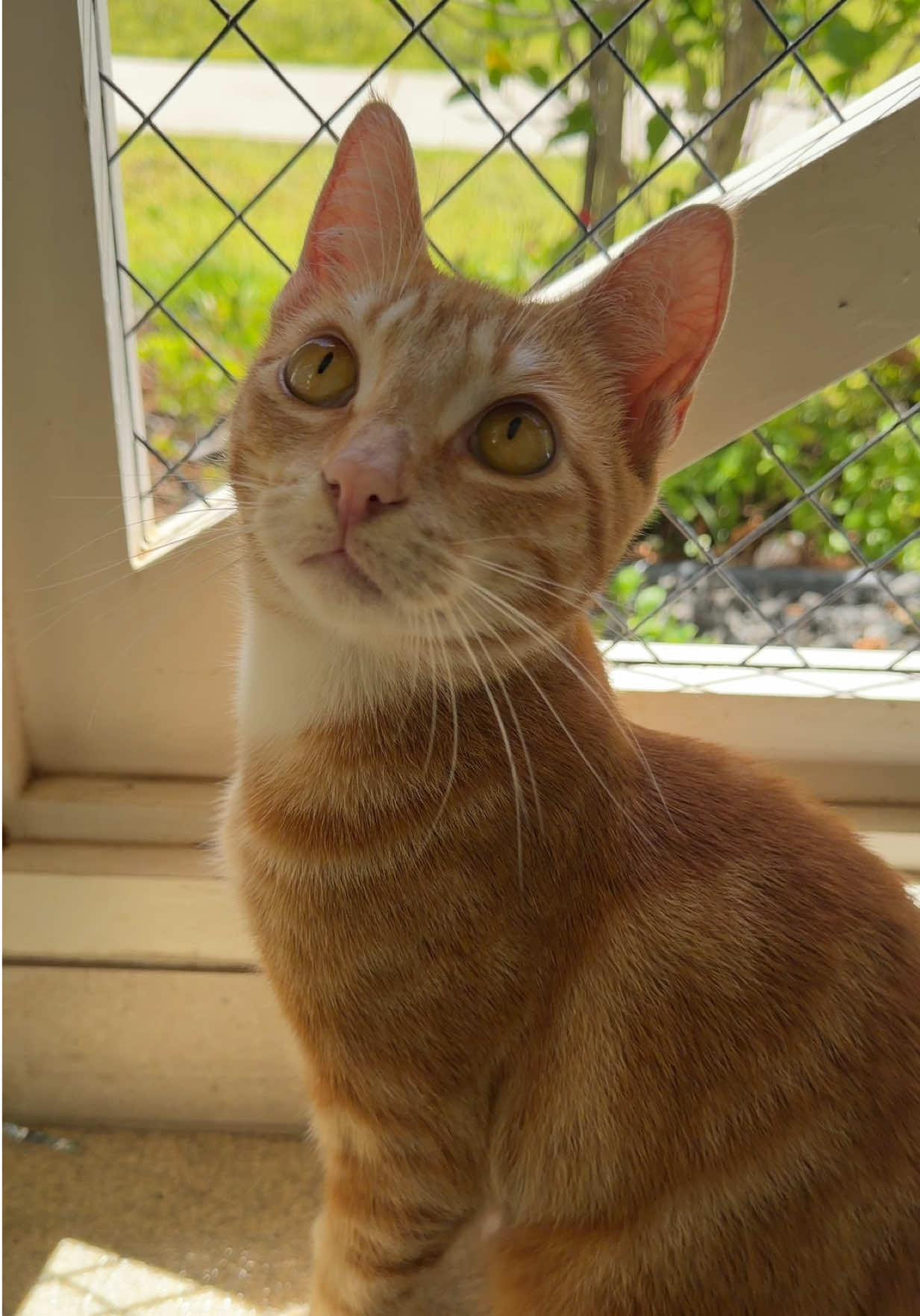 @Hawaiian Humane Society