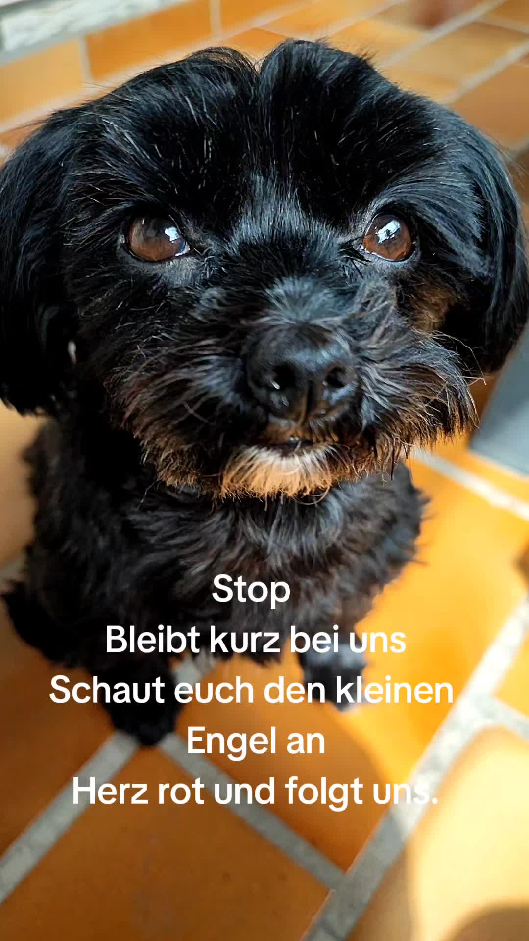 @P&ouml;ppi