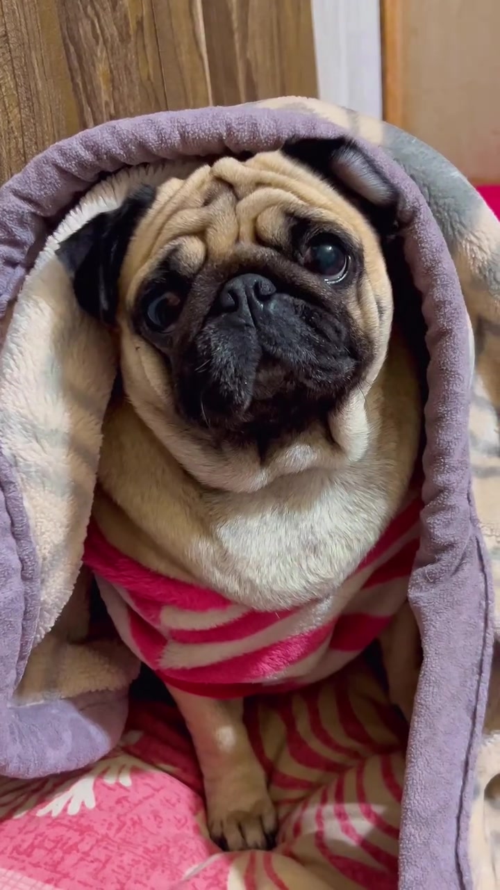 @Pug Puppies world 🐶❤️