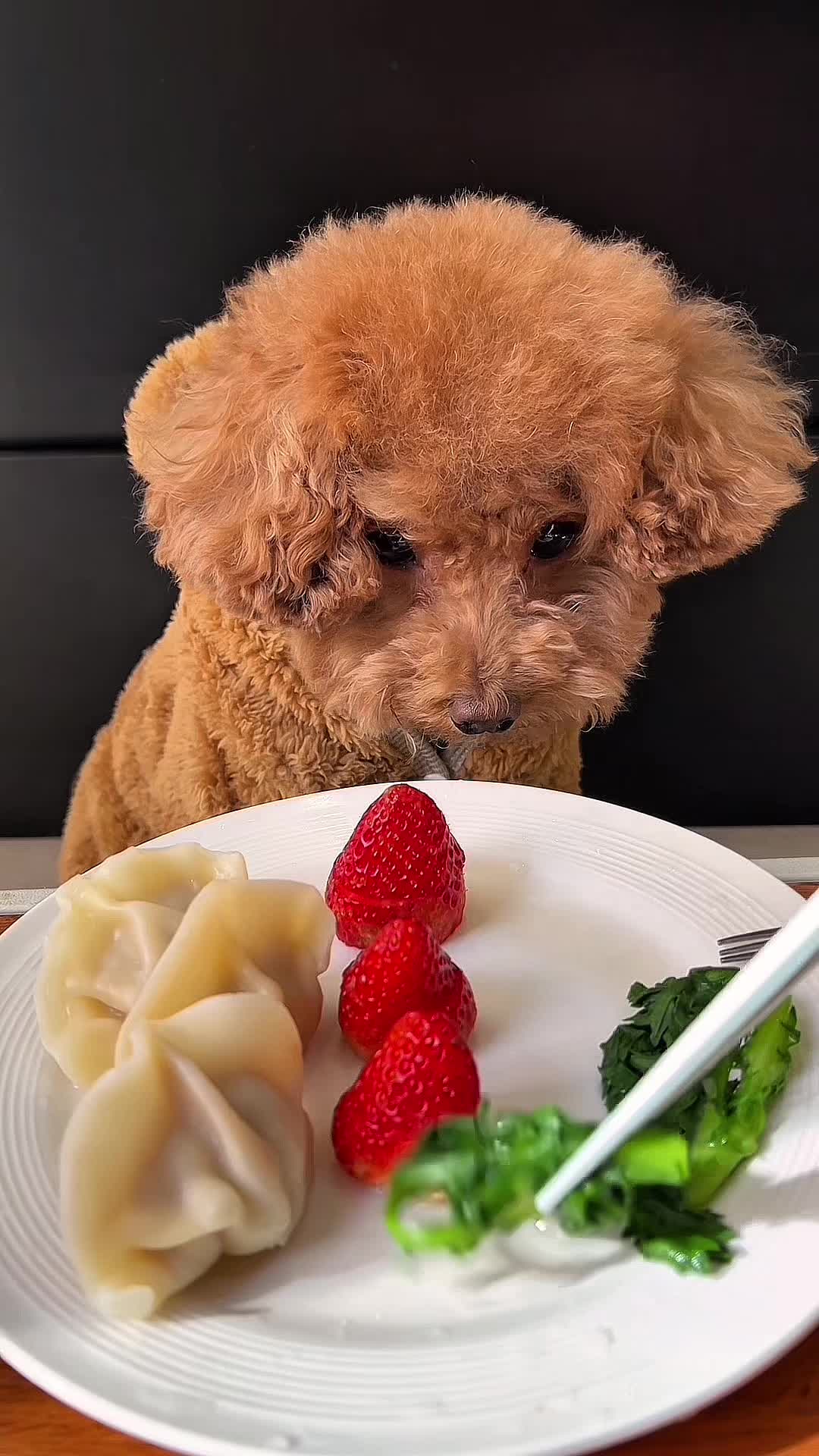 @dog eat