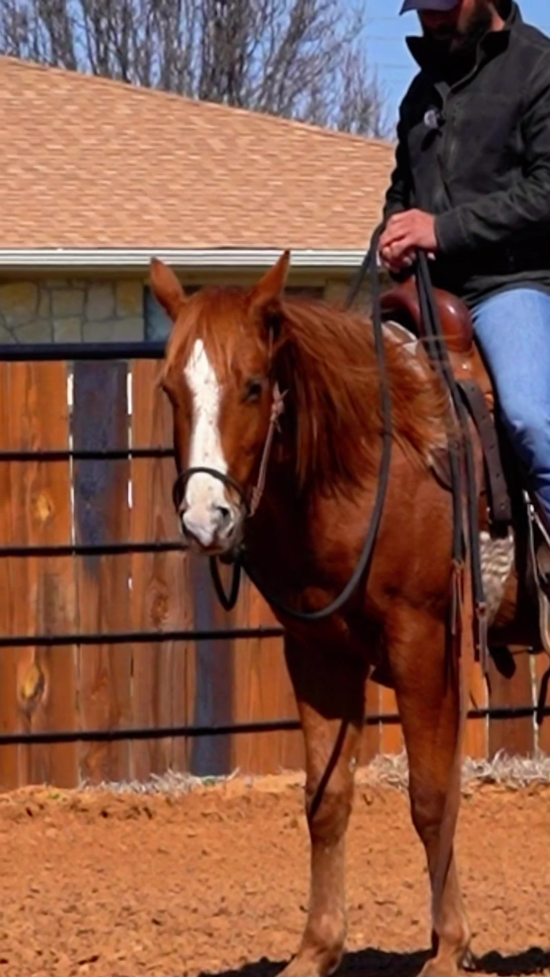 @WS Horses