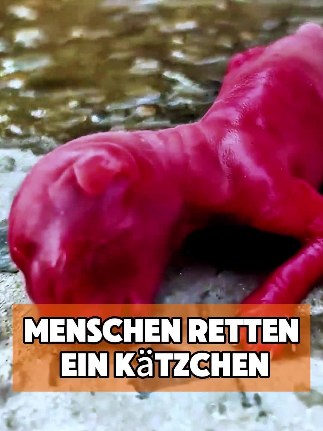 @toto_tier