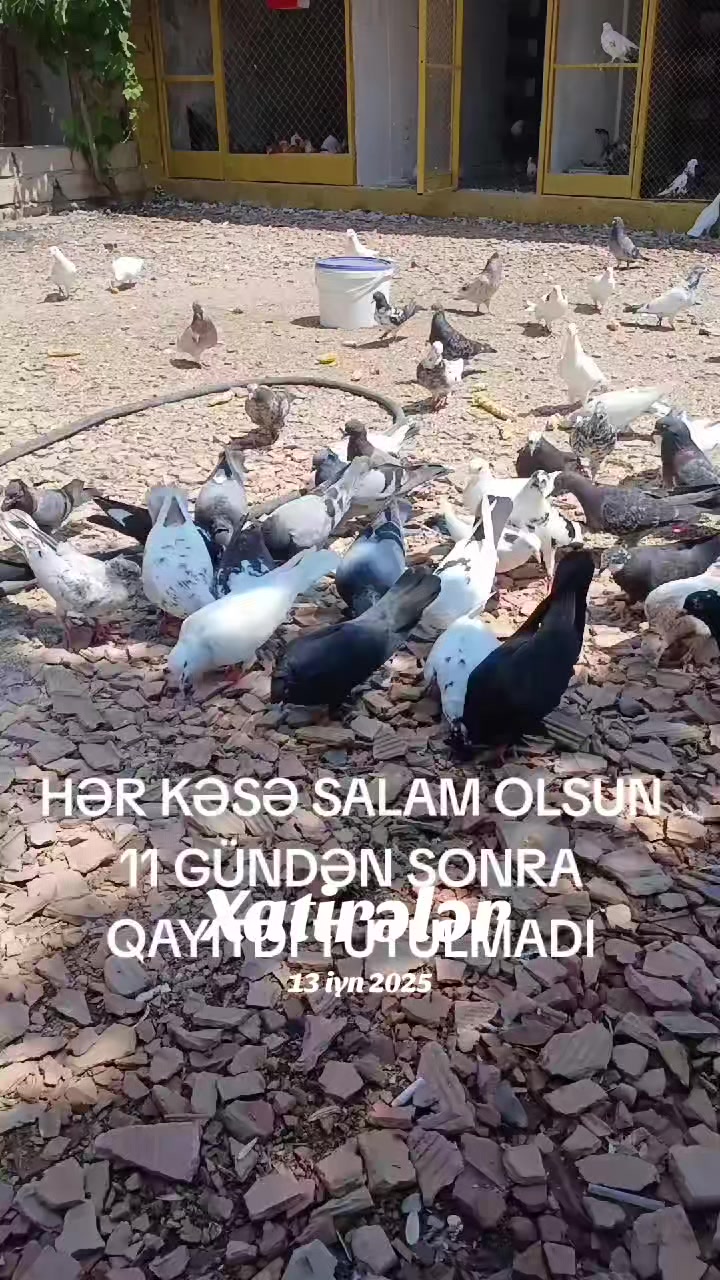 @Fəqamin.52