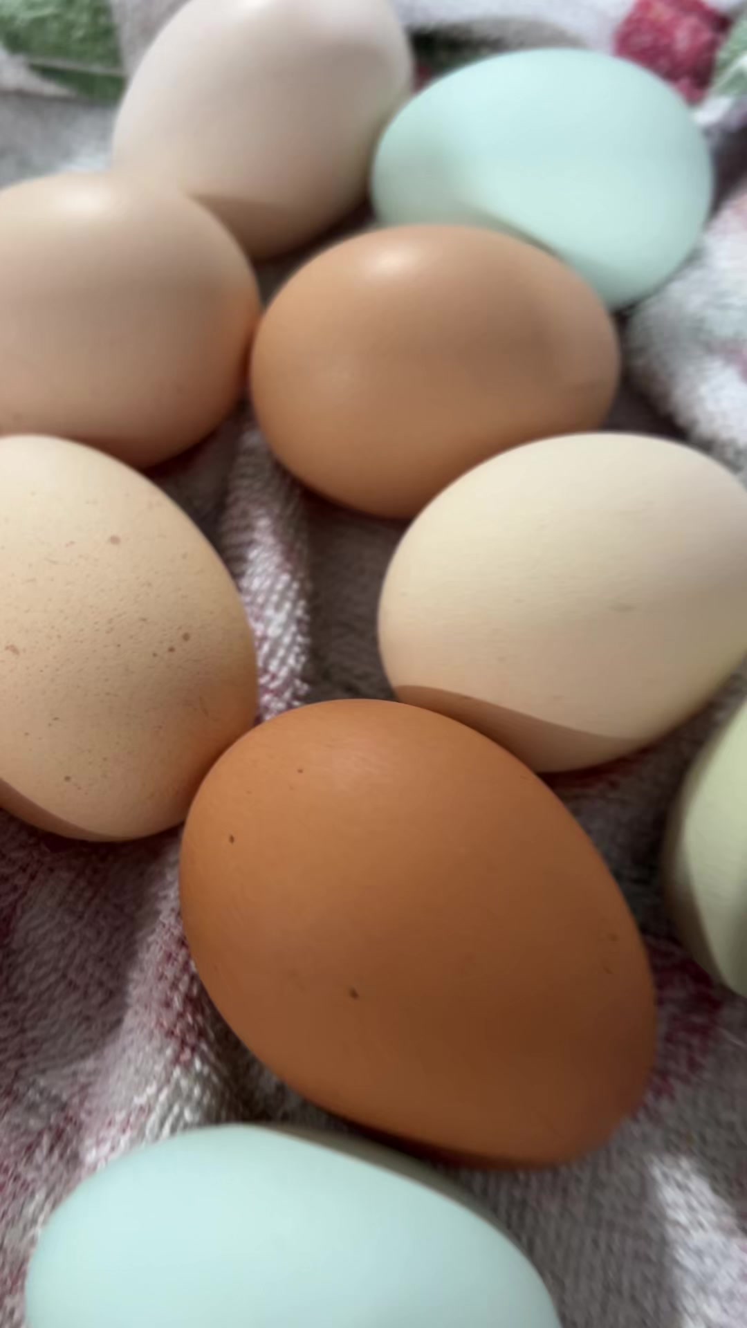 @Galinhas da Brandão 🐓🐣🐥🪿🥰