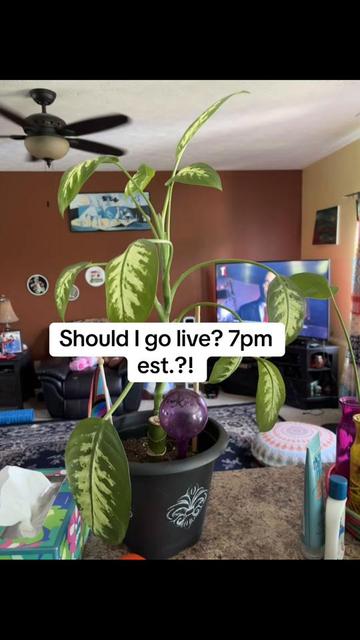 @Rambleonliz