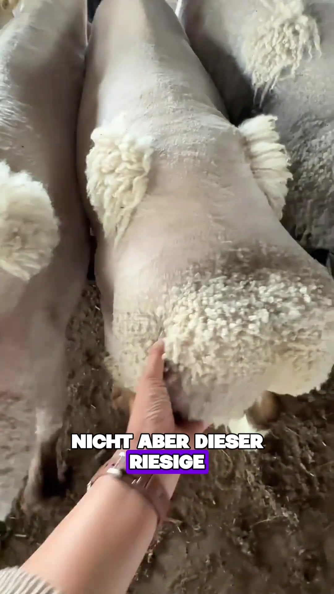 @Tierheim