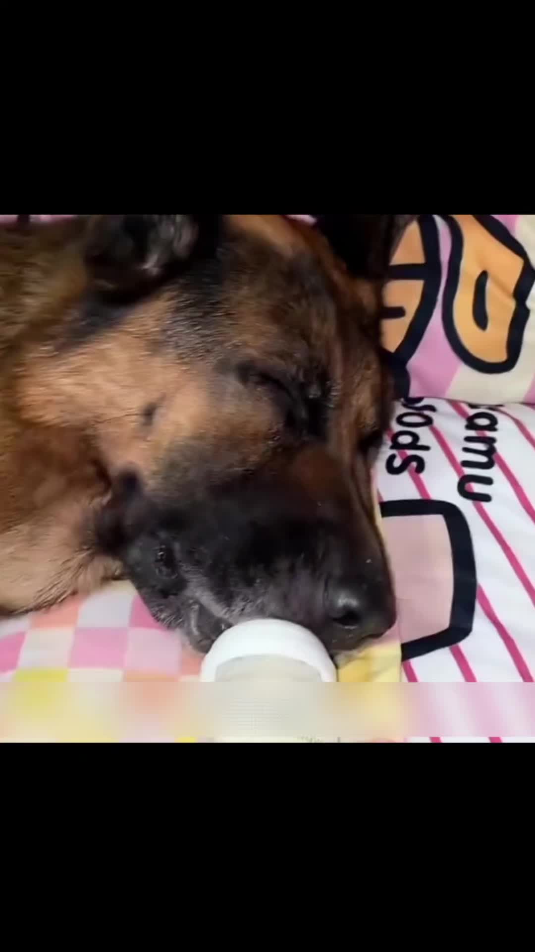 @Zatsugaku Animal