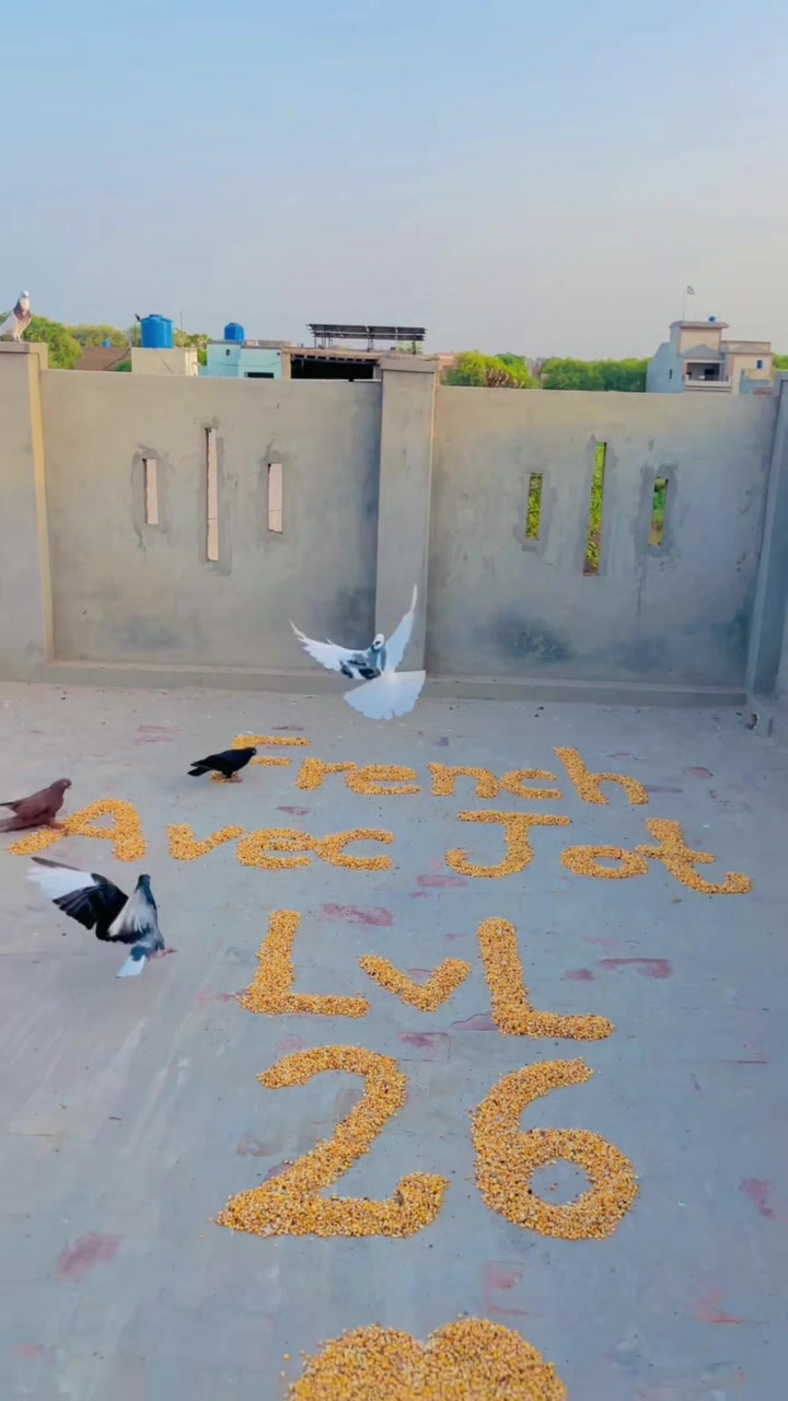 @Shahroz