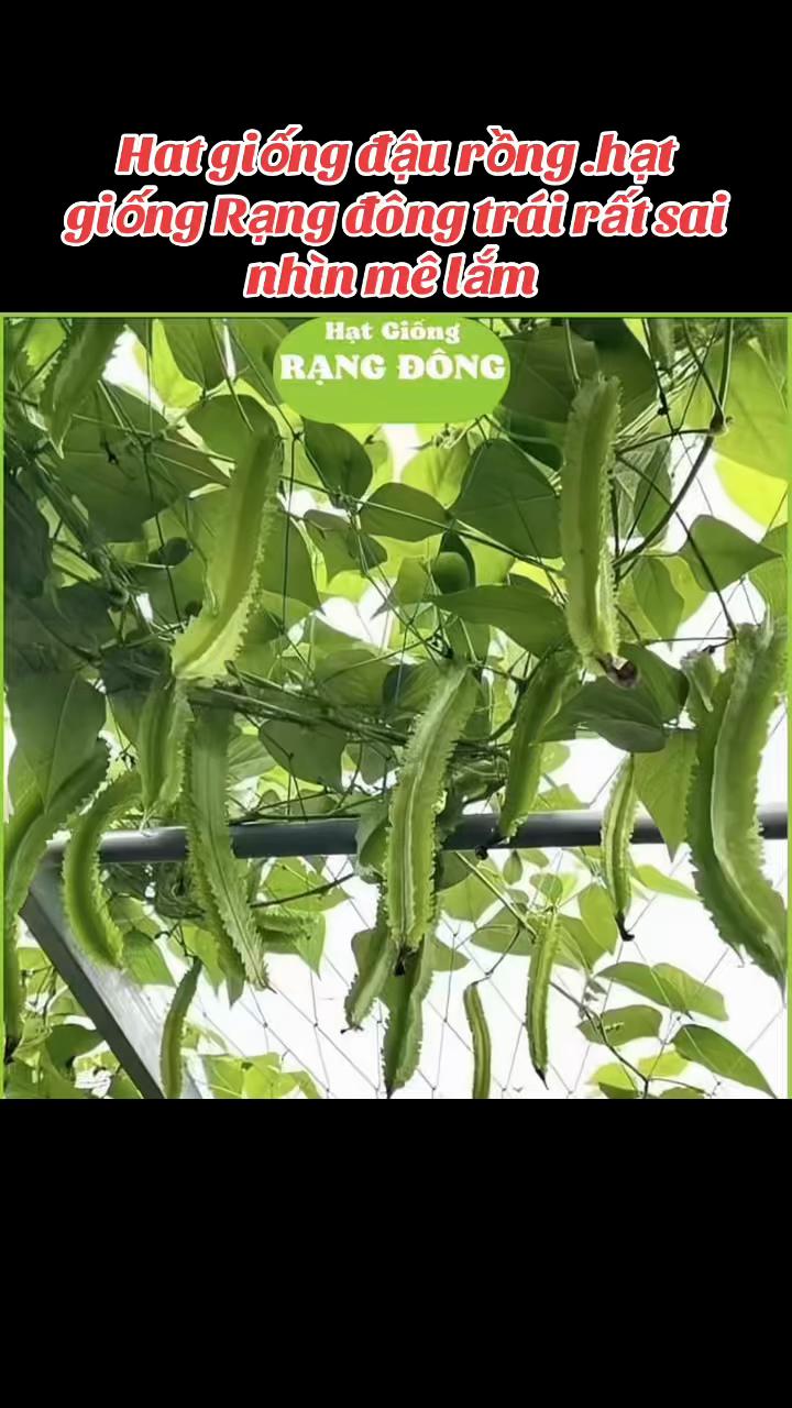 @Shop Mai Ngọc