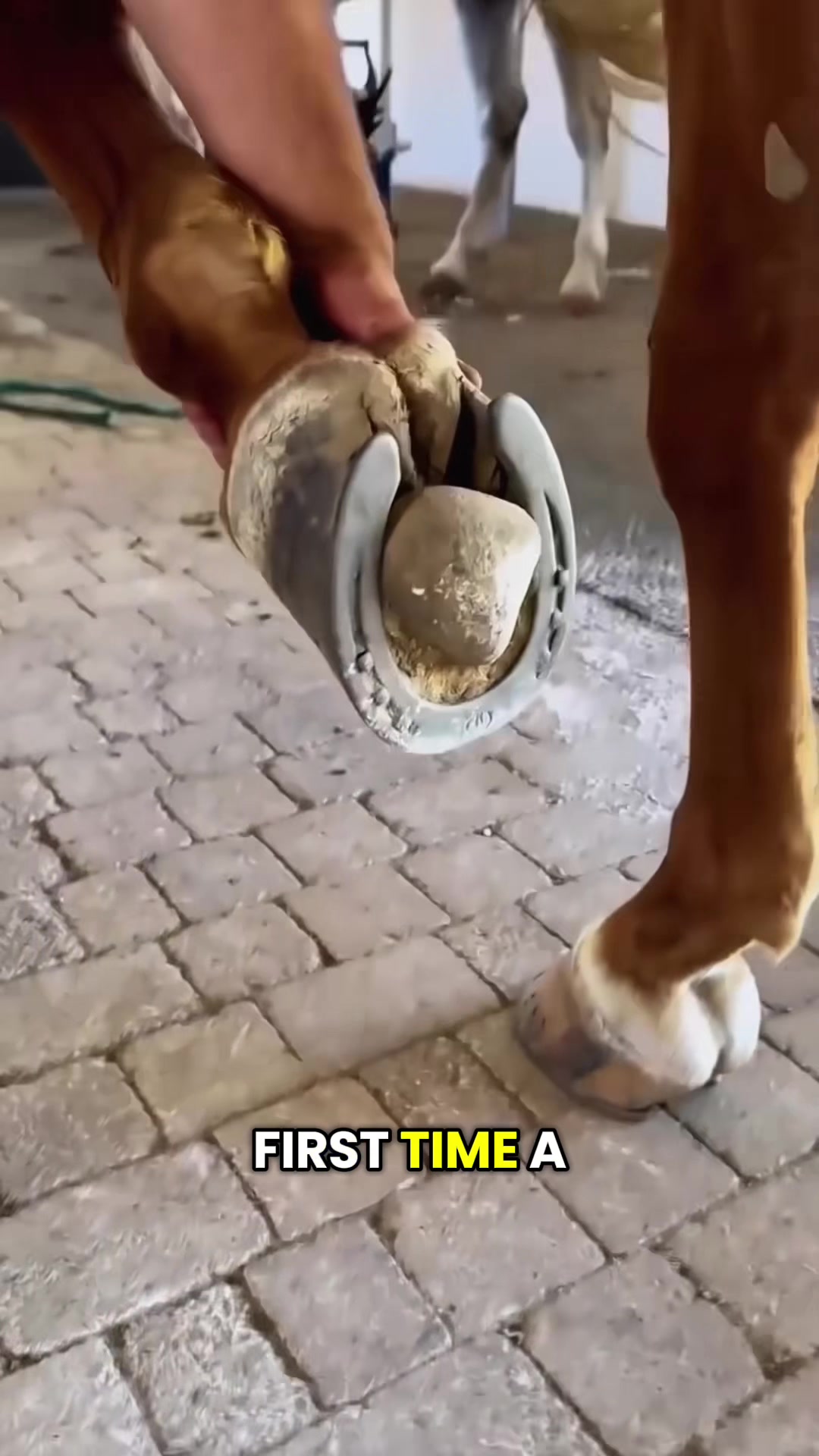 @HorseMaster