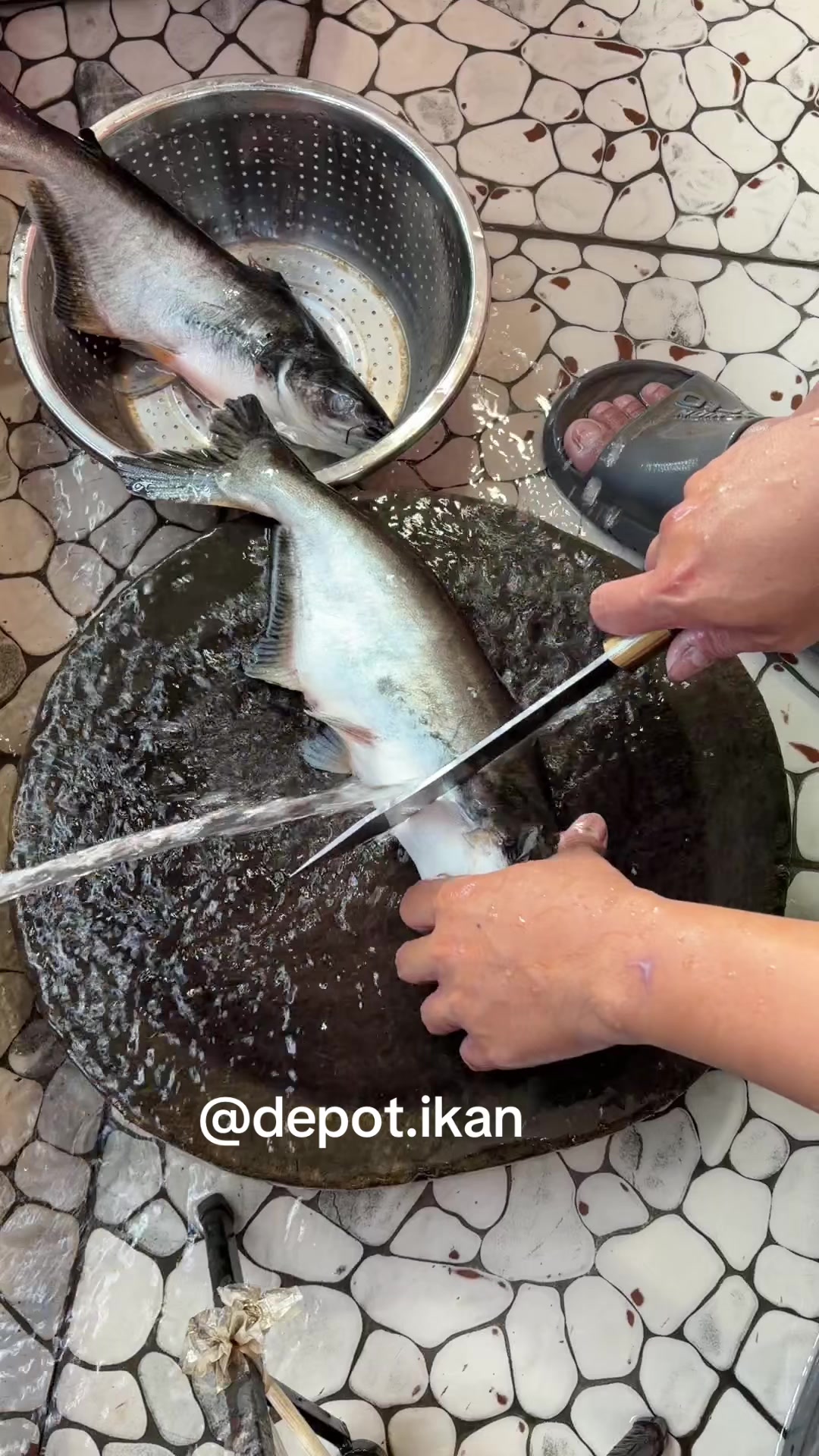 @Depot Ikan