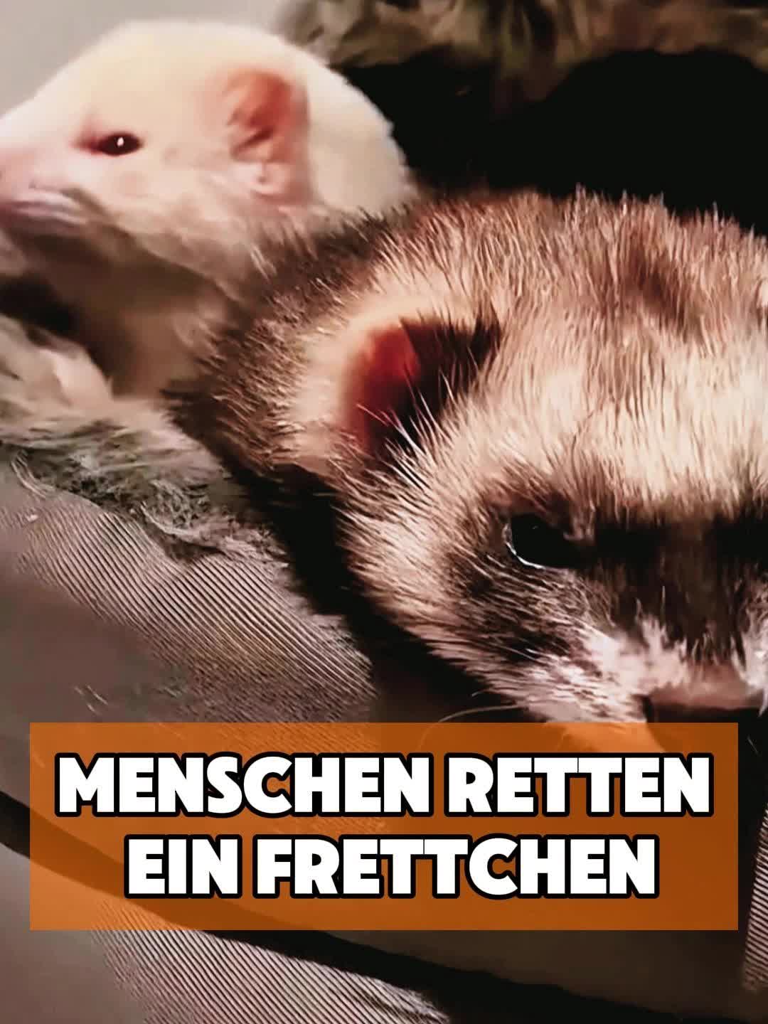 @toto_tier