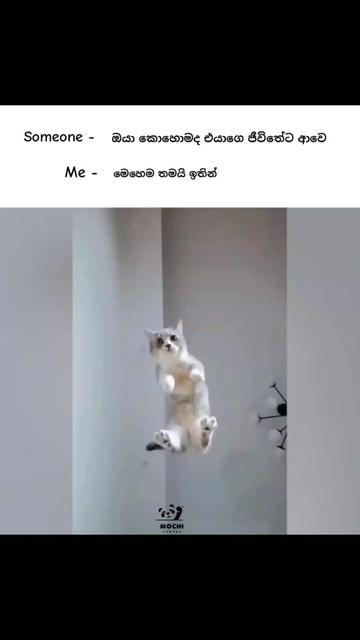 @<м&sigma;&cent;н&iota; ѕт&alpha;т&upsilon;ѕ🐼🤍