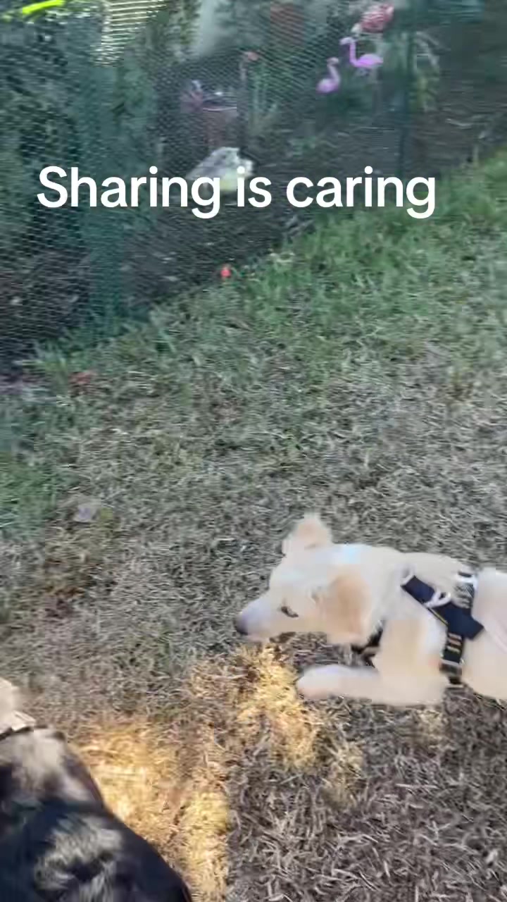 @hankanddollyrescuedogs