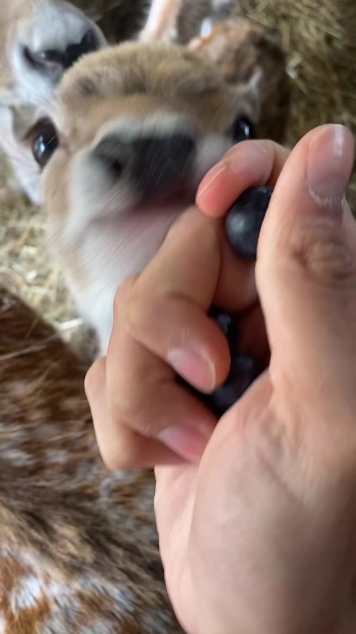 @Boo__Farm