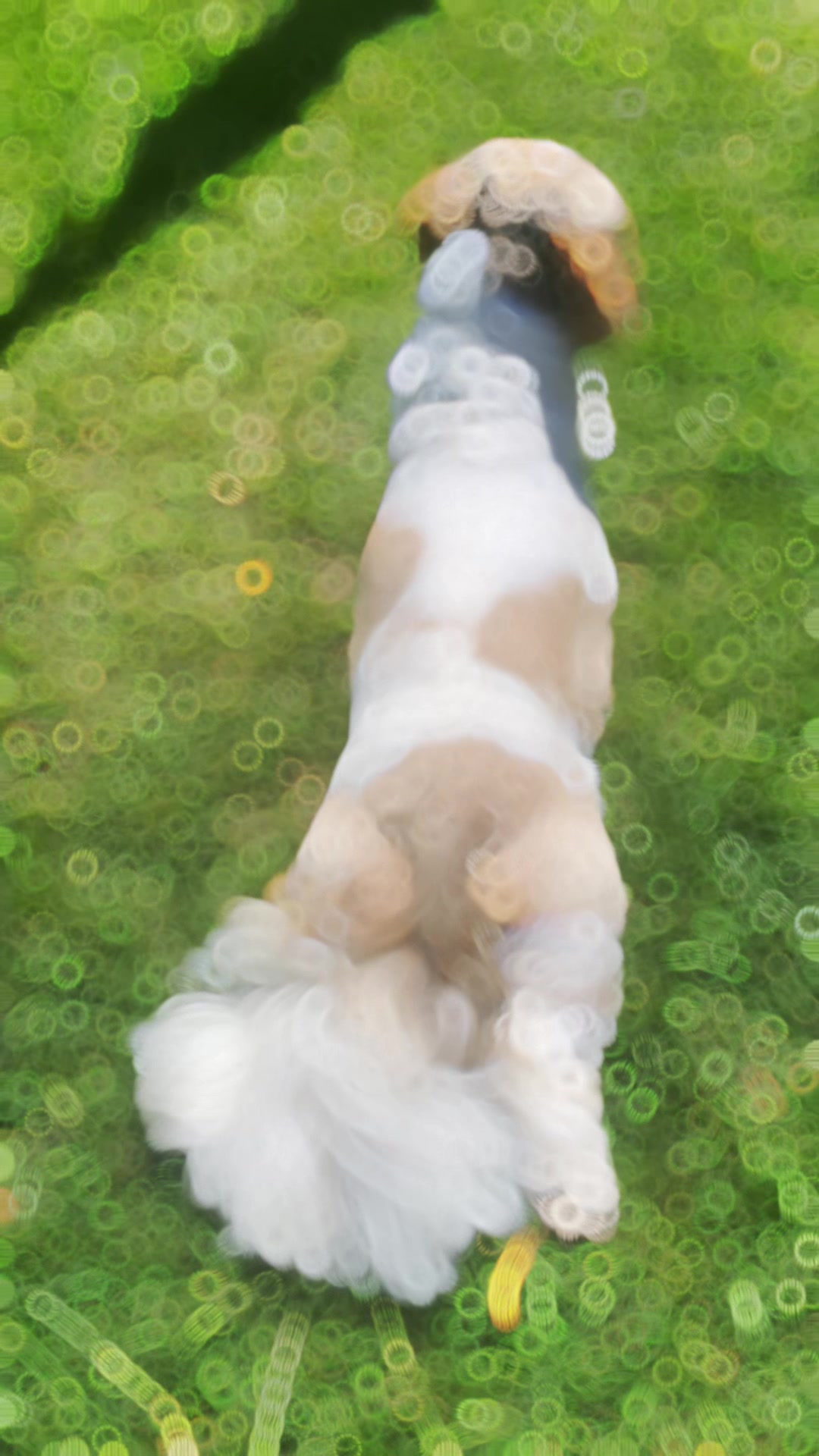 @Dotty and Daisy Shihtzu