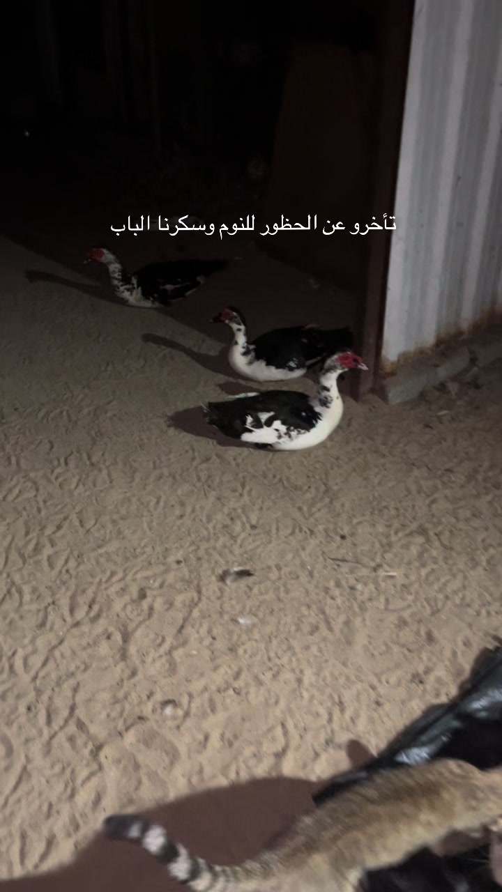 @ashkaltbiah