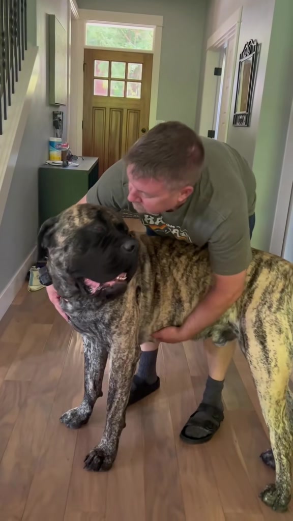 @BrindleBearTheMastiff