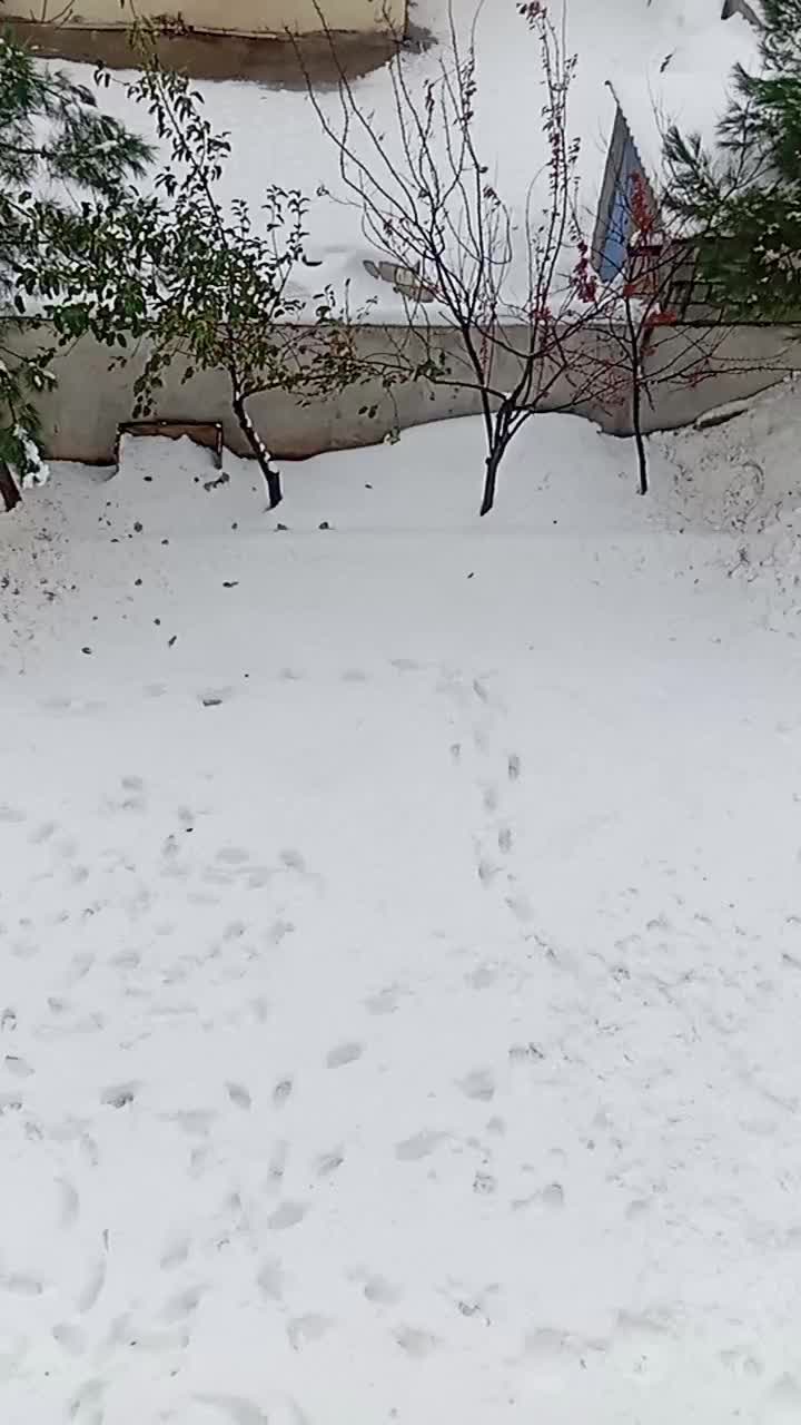 @ağa ali Şeyhmus izol