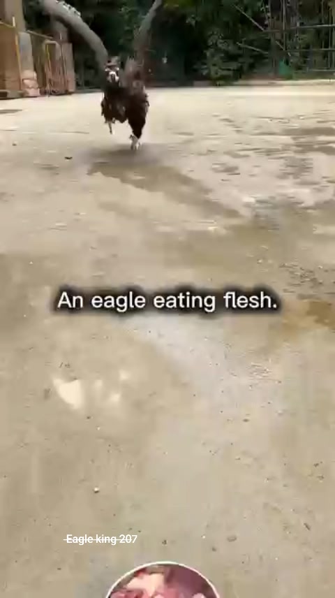 @̶E̶a̶g̶l̶e̶ ̶k̶i̶n̶g̶ ̶2̶0̶7