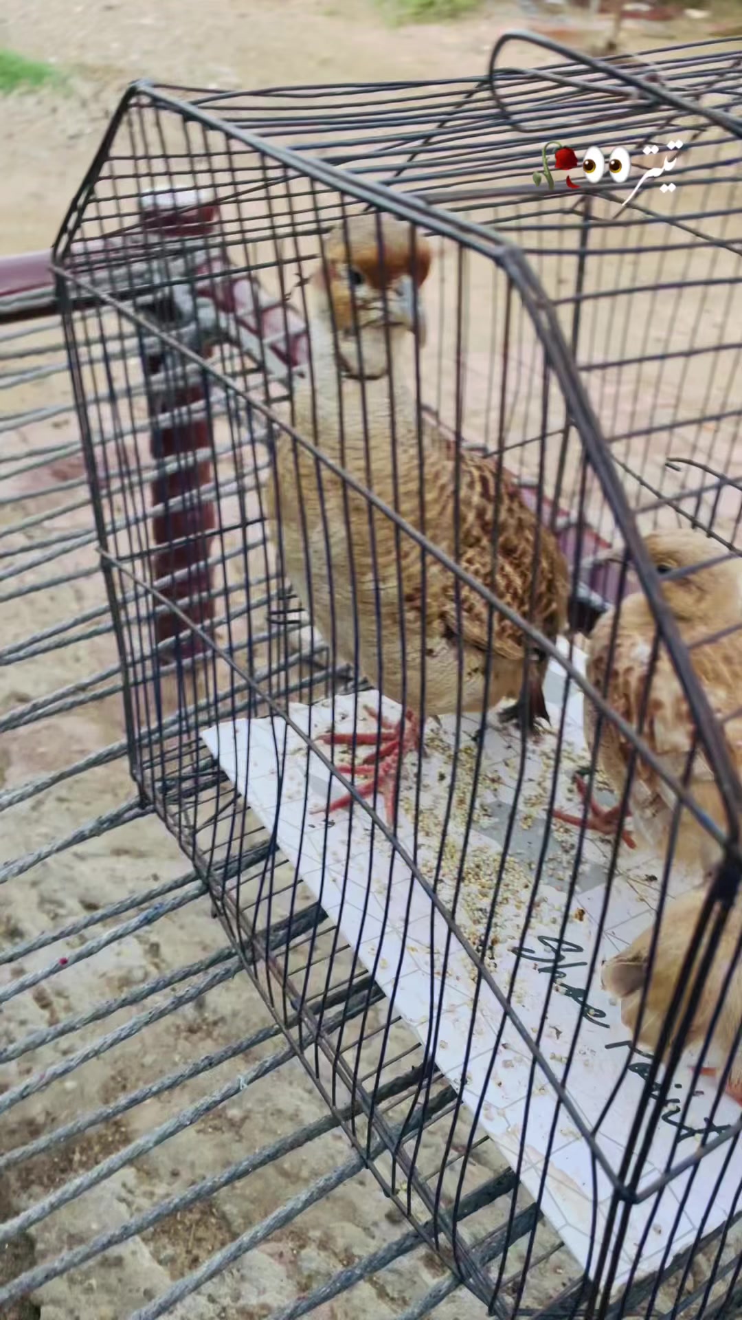 @رومان