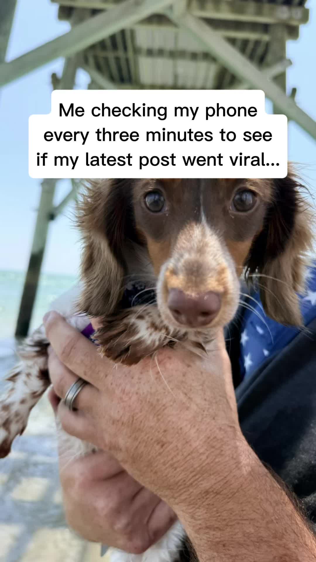@Remi&rsquo;s Waggy Tales