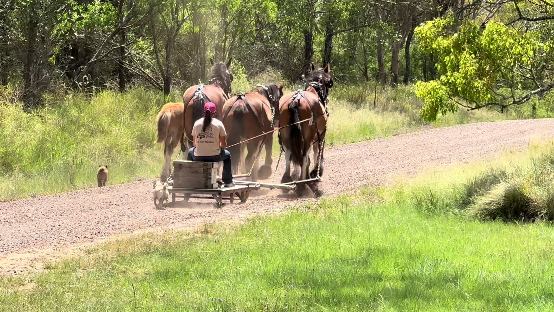 @Duneske Clydesdales