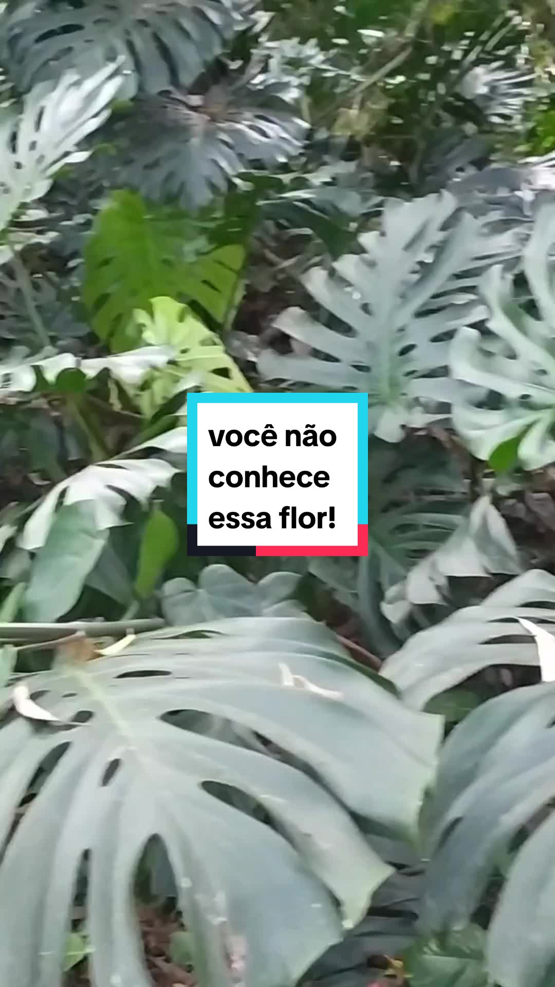 @Plantas