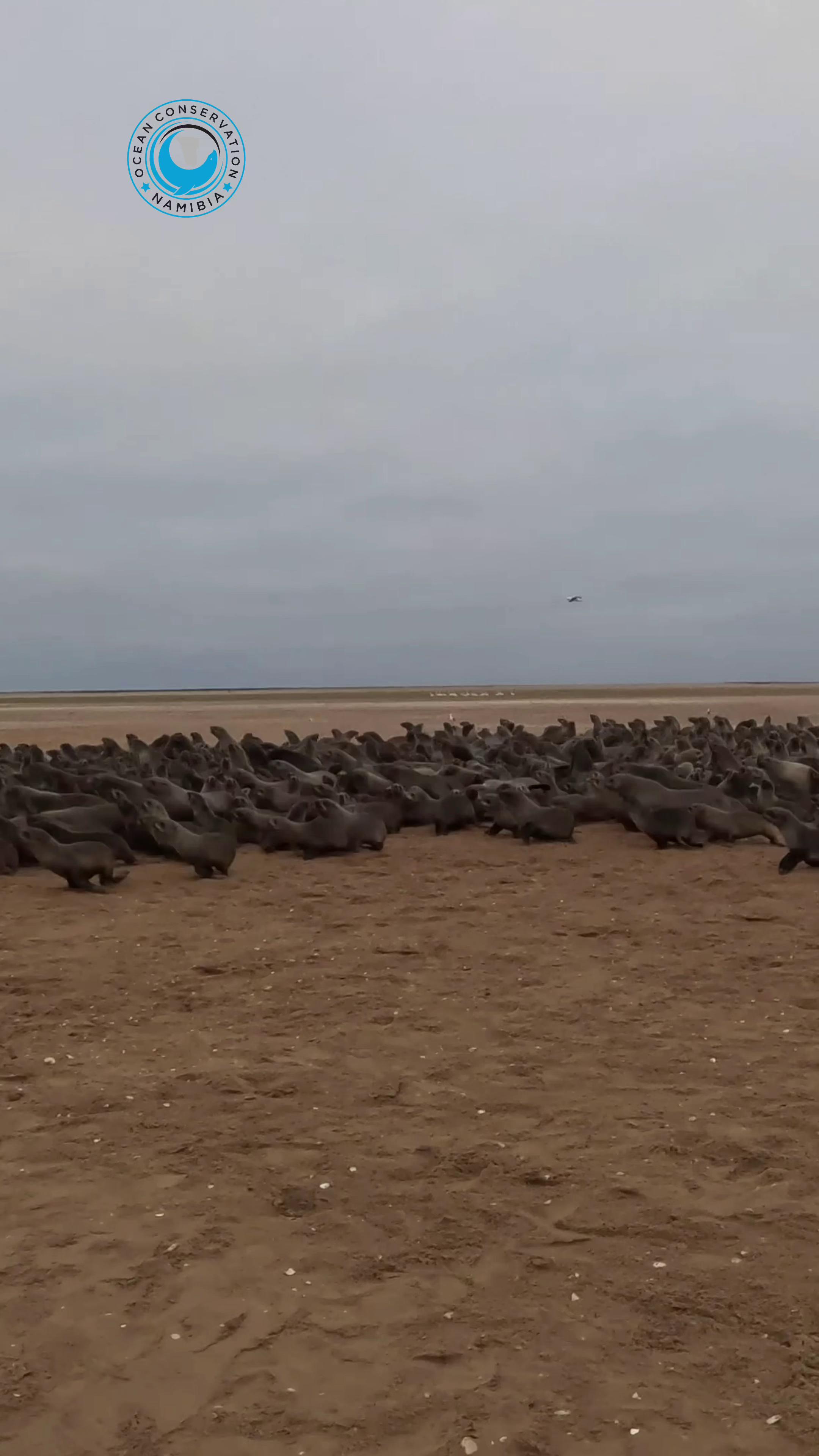 @Ocean Conservation Namibia