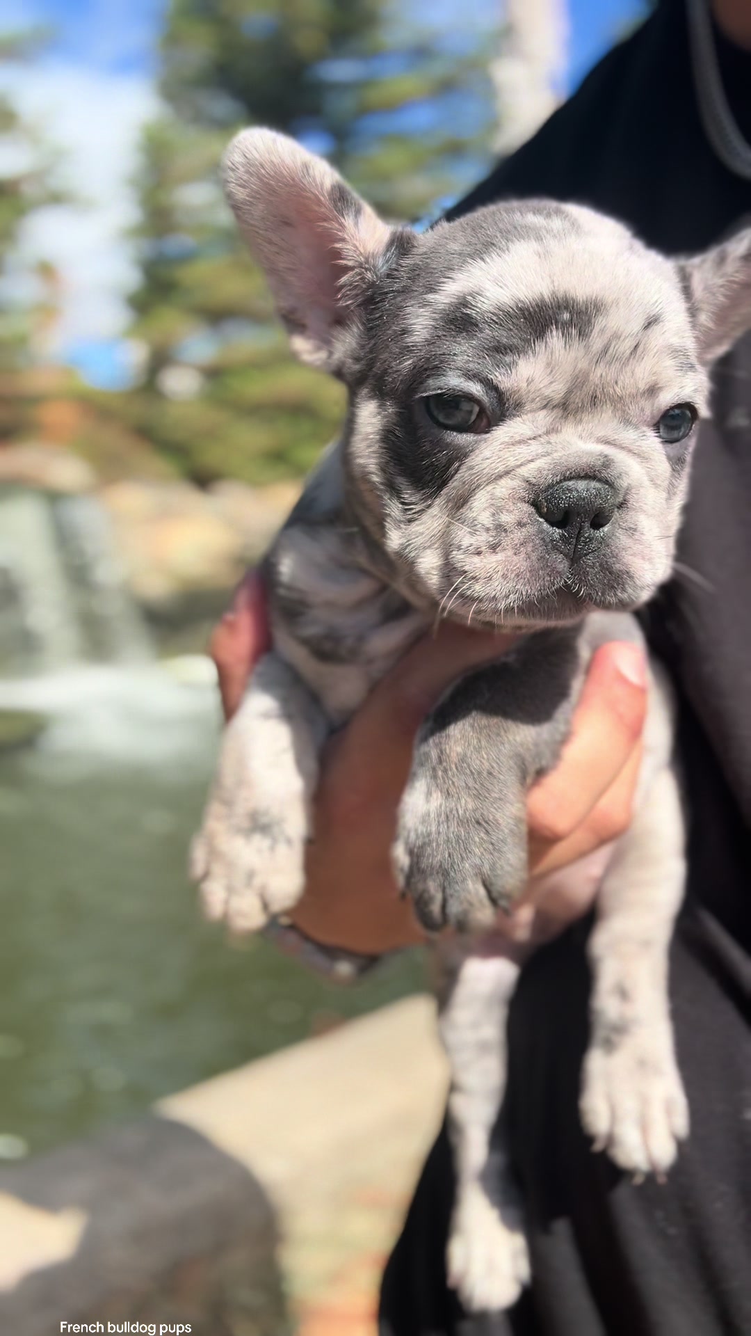 @TheFrenchieShop