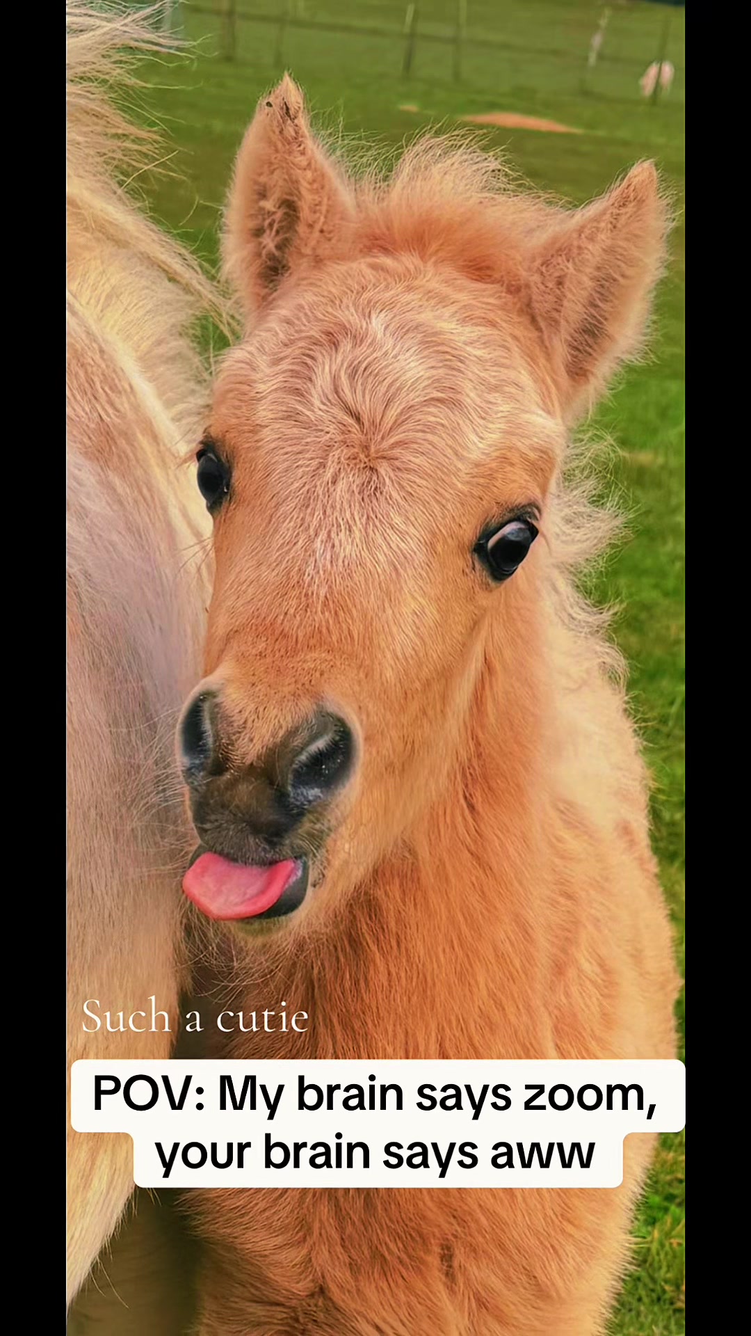 @SummerMoor Miniature horses