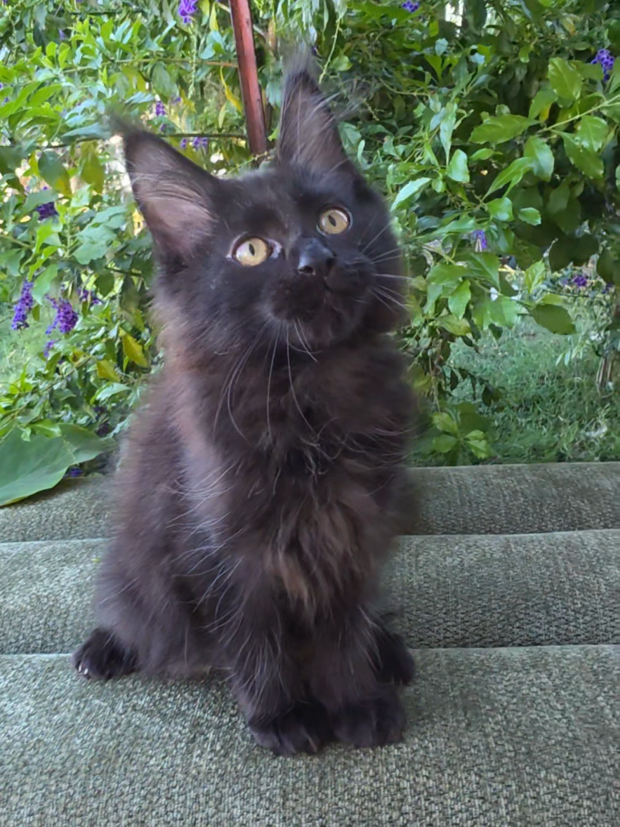 @Peaky Claws Cattery