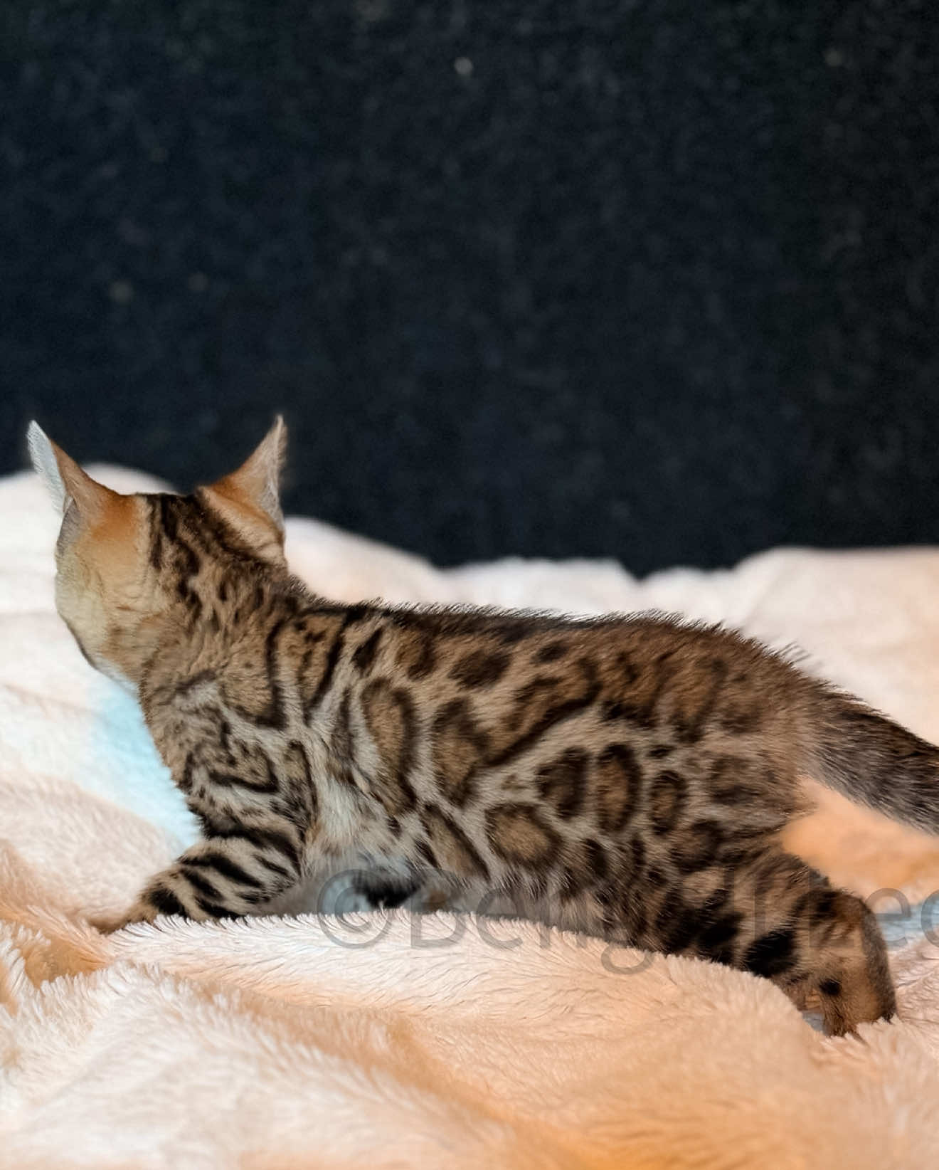 @ＢＥＮＧＡＬ&Iacute;&emsp;ＬＥＯＰＡＲＤＳ
