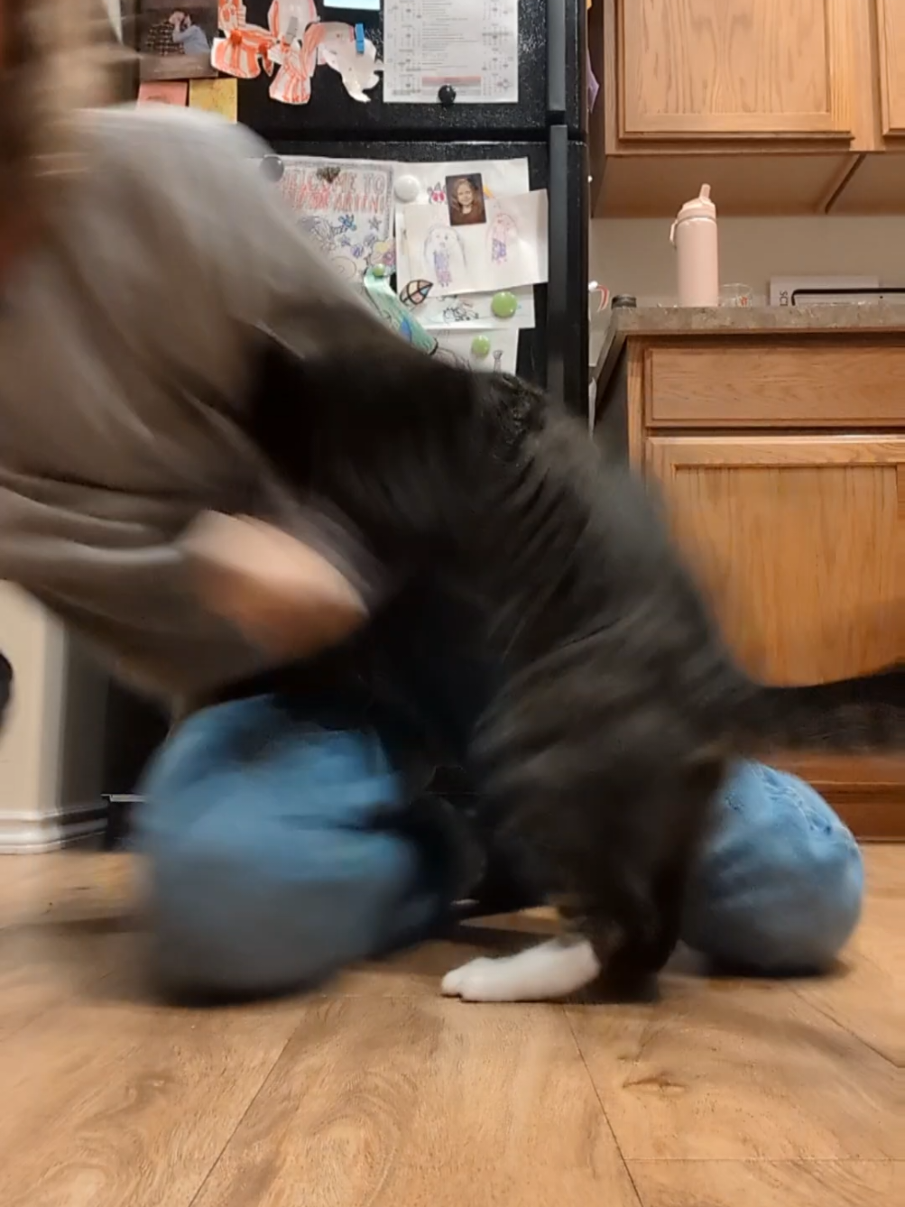 @Rainy the Cat