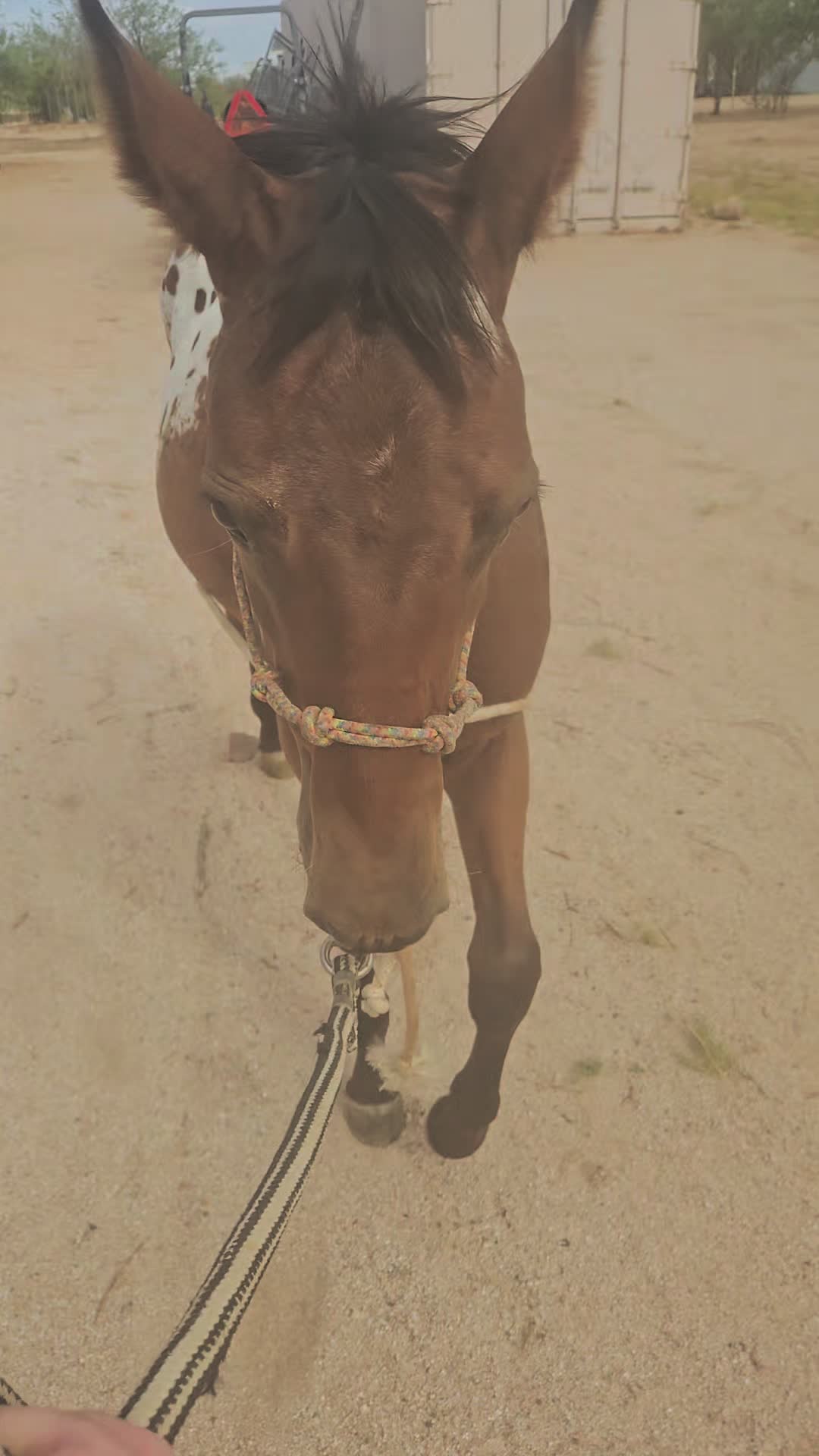 @🐎🐴picture perfect🐴🐎