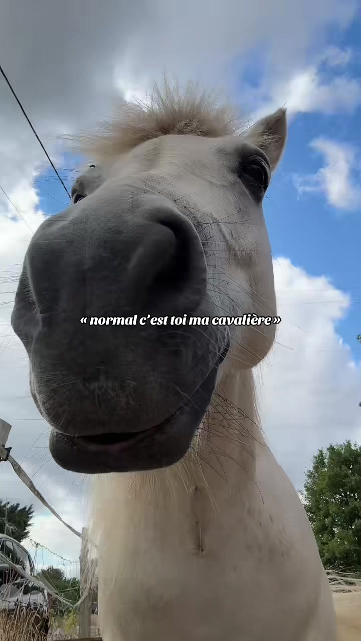 @benjyylepetitponey