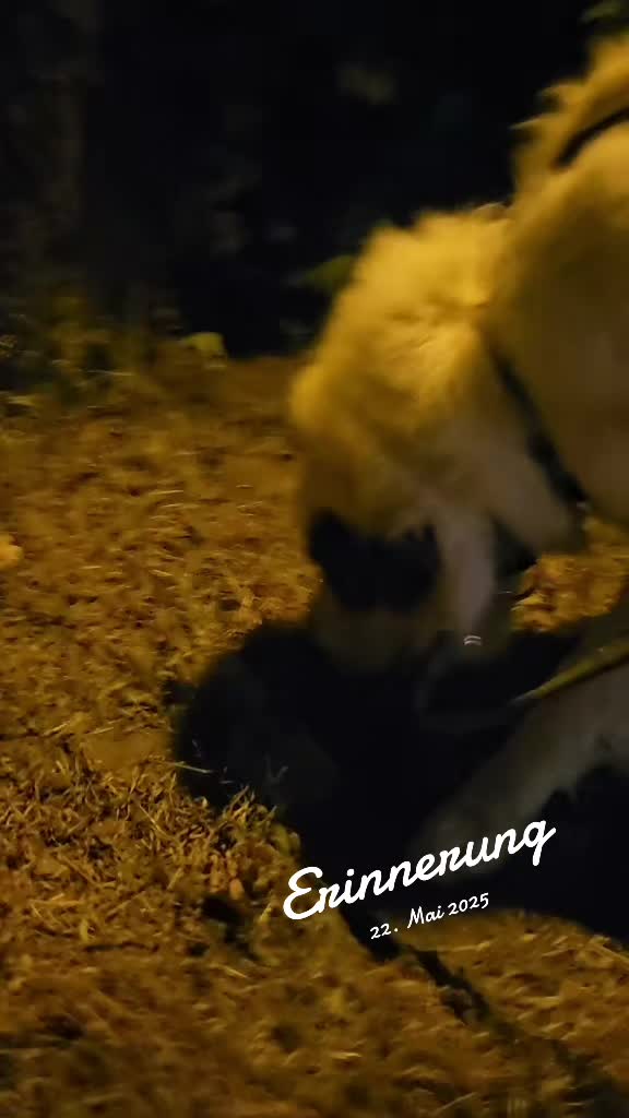 @Cooper😍and😍 I 🐕🏃♂️🫶🏻
