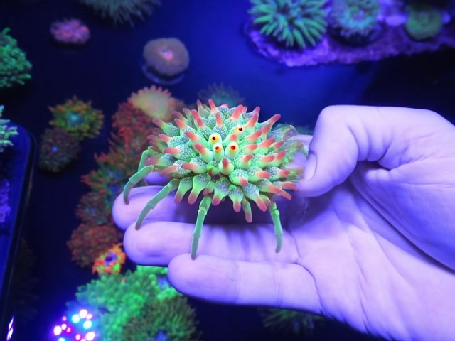 @TheCoralConnect