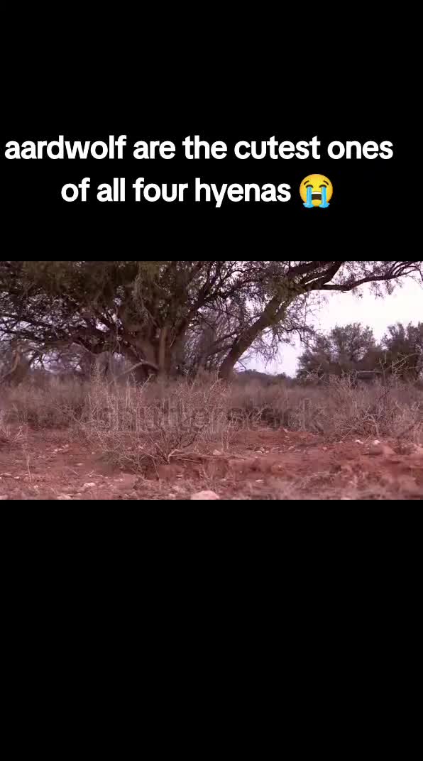 @AbrahamTheHyena