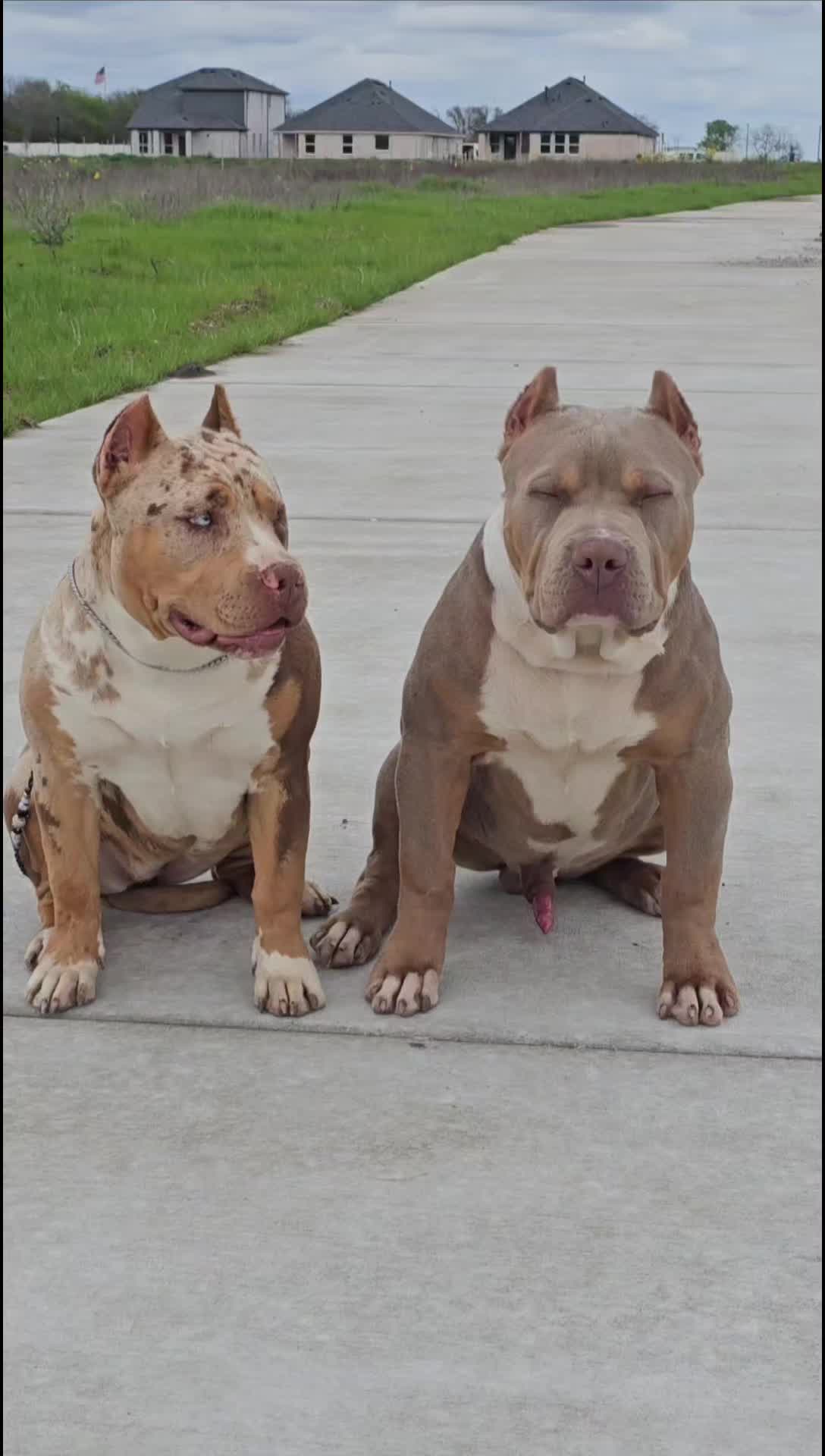 @Dtx_dogkennels