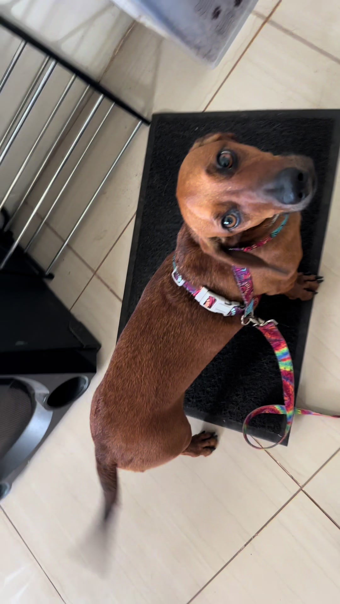 @Panda y su Salchiaventuras🐼🌭