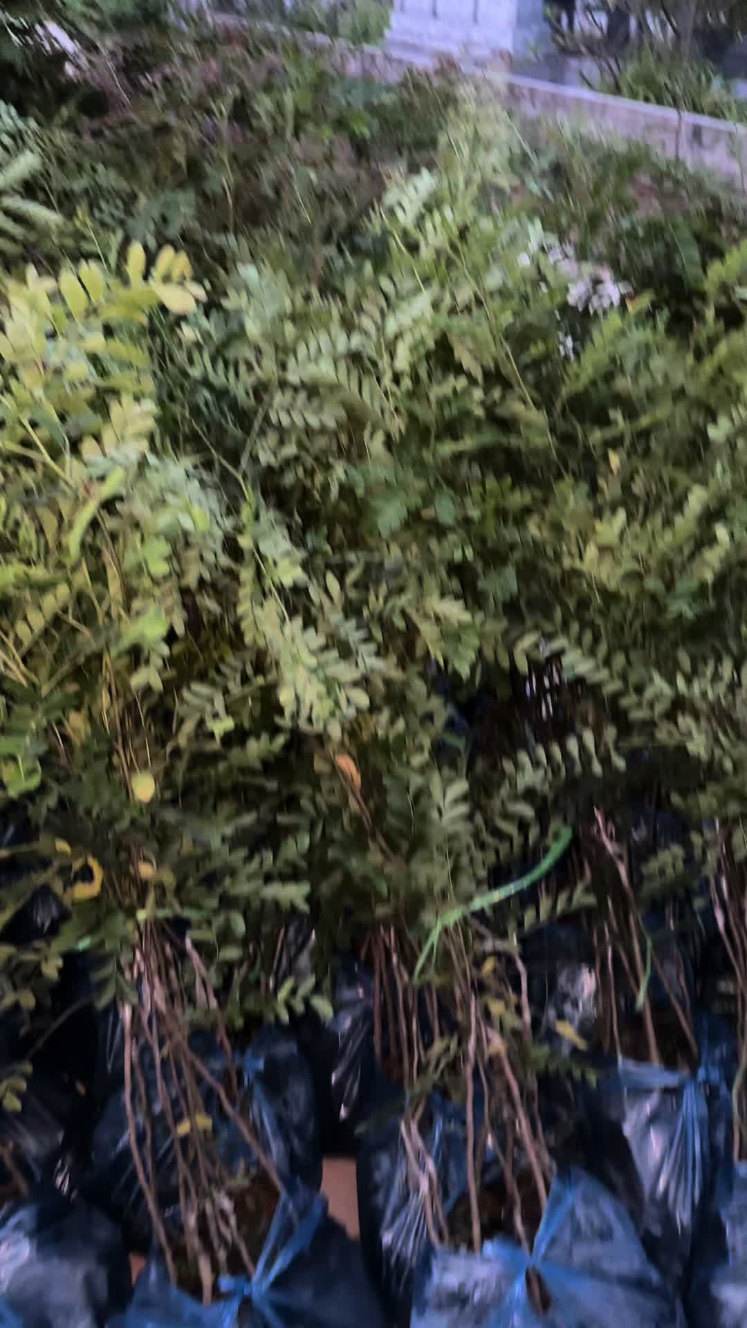 @Nh&agrave; Vườn Vũ Mai