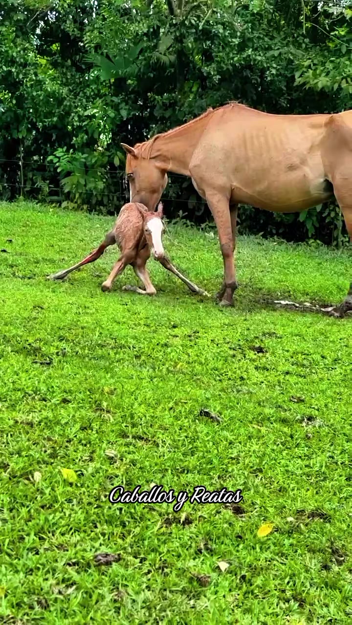 @Caballos y Reatas