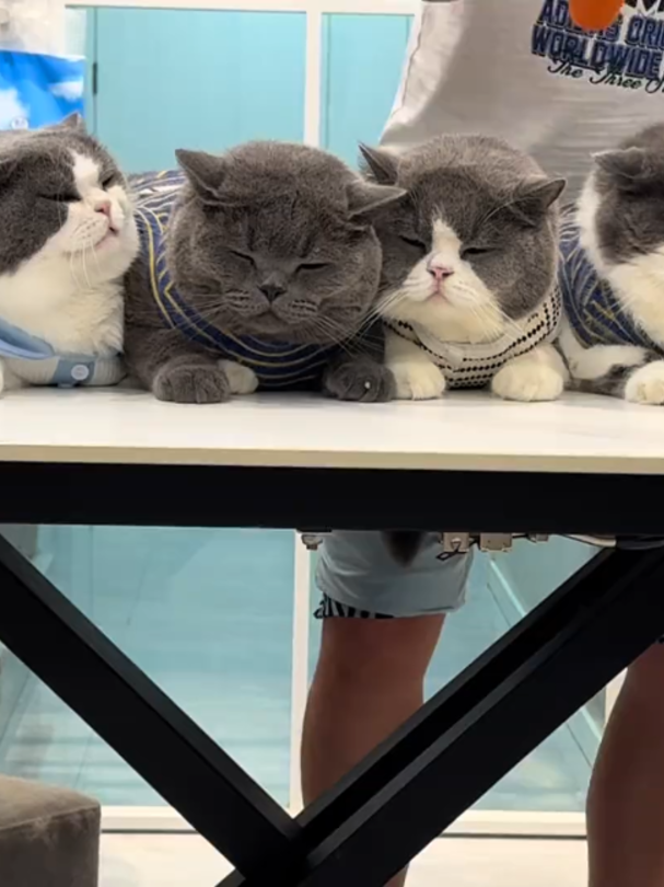 @Vitamin Meoww