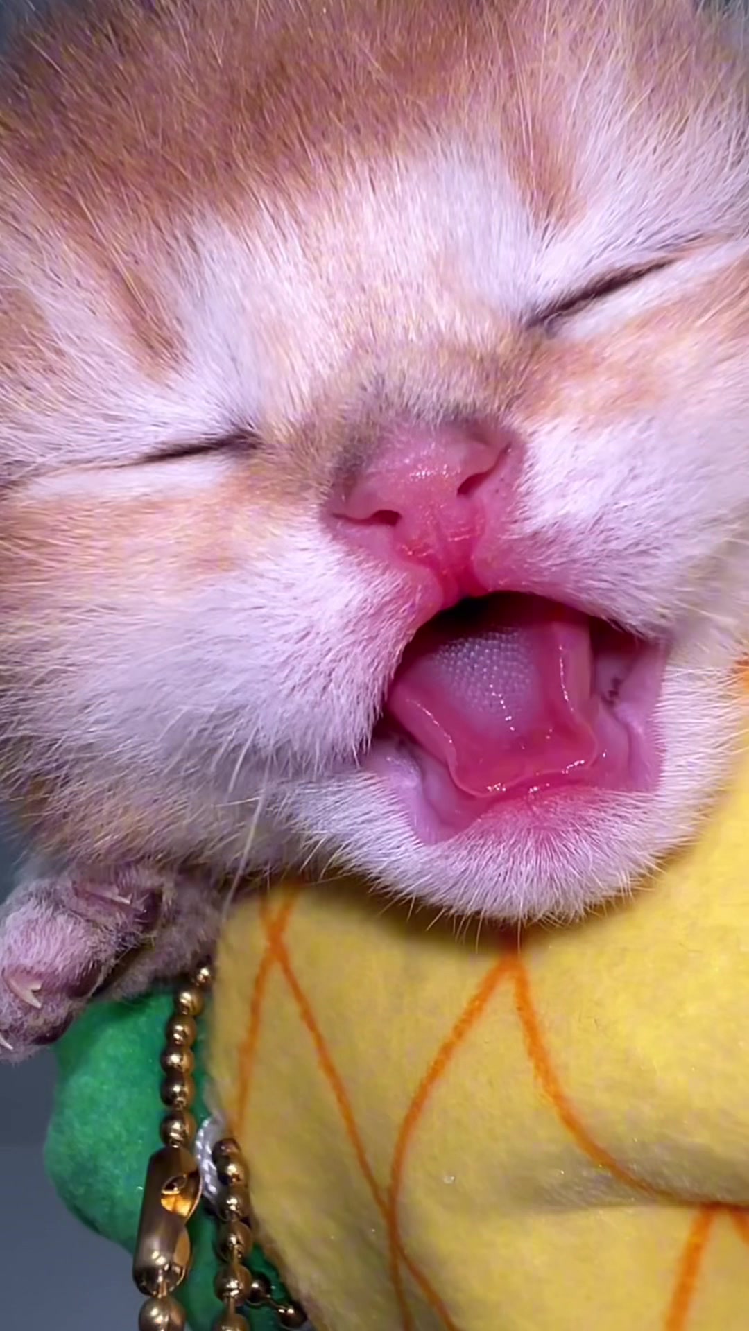@Soothing Cats😻
