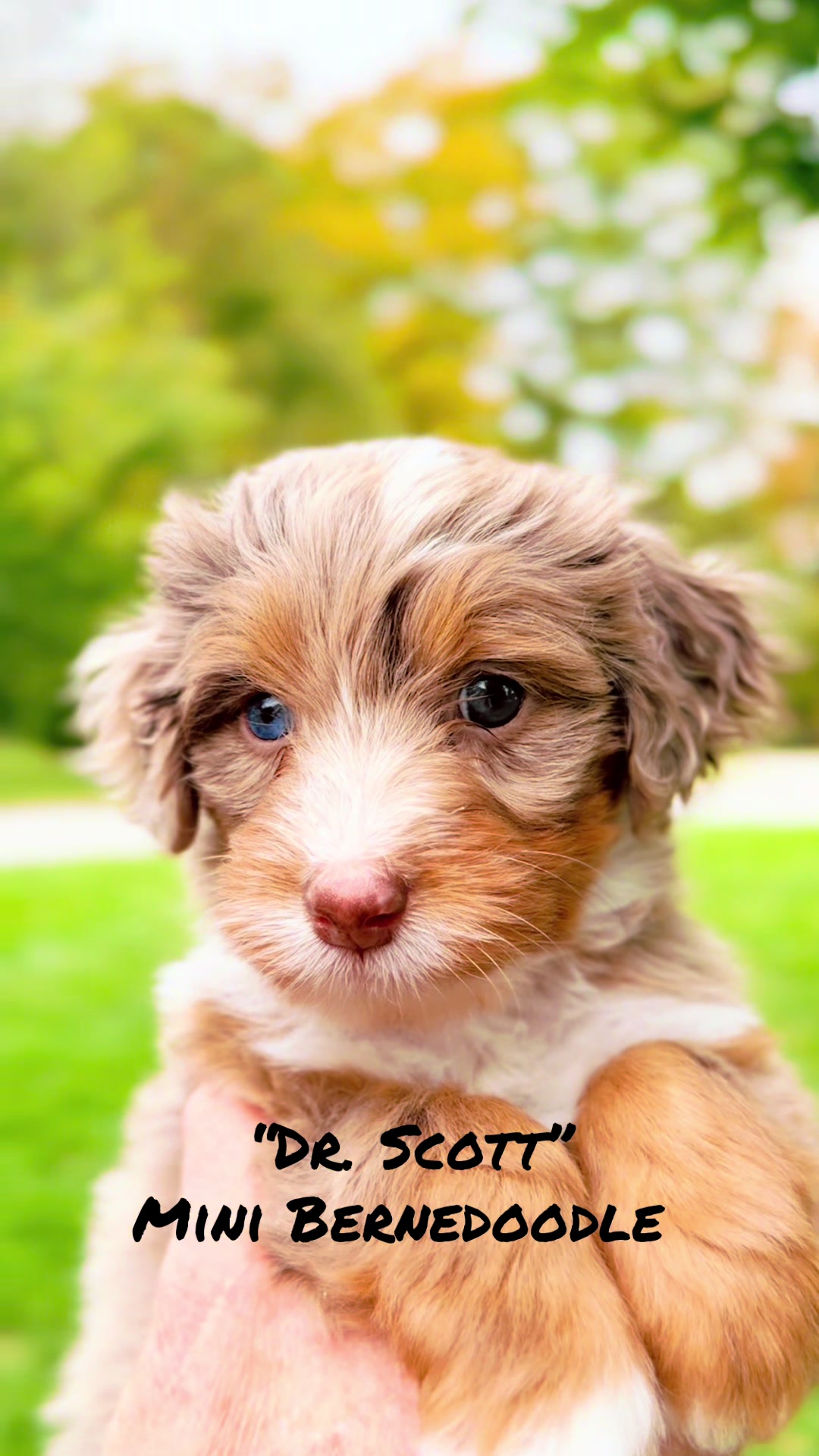 @Rocky View Bernedoodles 🇨🇦