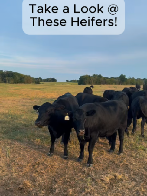 @Rutherford Land and Cattle